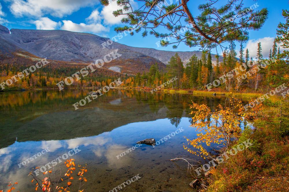 На фотографии изображено озеро с кристально чистой водой, отражающее горы Хибины и лес в осеннем убранстве. На переднем плане видны яркие кустарники и ветви сосен, дополняющие композицию. Пейзаж передает атмосферу спокойствия и природной гармонии северных широт.